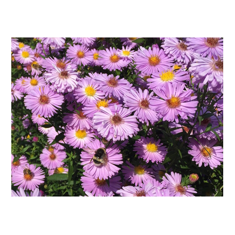 Violettfarbene Asternblüten mit einer Hummel.