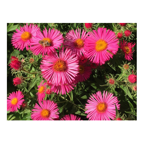 leuchtend pinkfarbene Raublatt-Aster 'Alma Pötschke