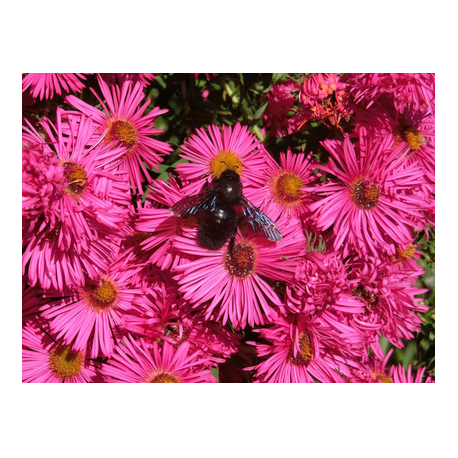 Pinkfarbene Blüten der Raublatt-Aster 'Alma Pötschke' mit Blauschwarzer Holzbiene. 