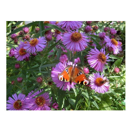 Tagpfauenauge auf violettfarbener Asternblüte