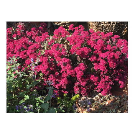 Minigarten in Schale mit blühendem Felsen-Fettblatt