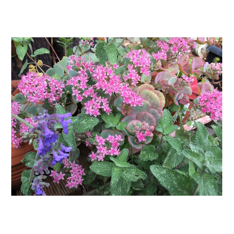 Sedum sieboldii zur Blütezeit im September / Oktober kombiniert mit Katzenminze