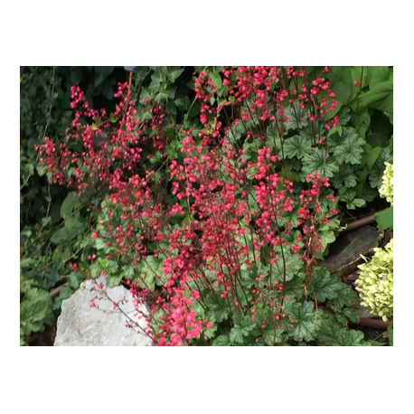 rotblühendes Purpurglöckchen mit toller Blattzeichnung