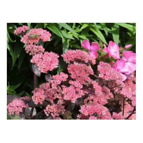 rotlaubige Fetthenne bienenfreundlicher Herbstblüher 