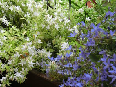 Wie ein Wasserfall ergießen sich die weißen und blauen Blüten der Polsterglockenblumen. 