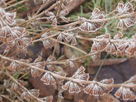 Filigrane Samenstände der Katzenminze im Winter