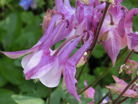 Zweifarbige Blüte der Akelei