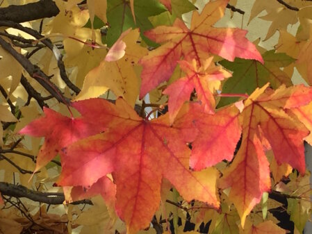 Leuchtende Blätter im Herbst zeigt der Amberbaum