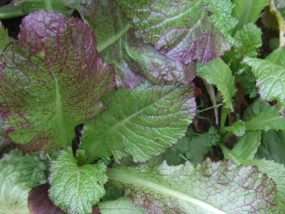 Dekorative violett-grüne Blätter des Asiasalates