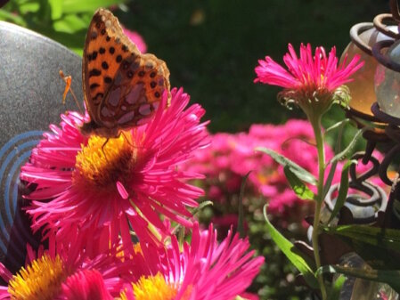 Ein orangefarbener Schmetterling sitzt auf einer pinkfarbenen Blüte einer Aster.