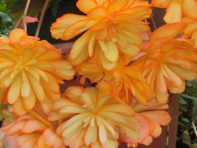 Orangefarbene leuchtende Blüten einer Hängebegonie
