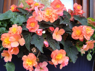 lachsfarbene Blüten der Knollenbegonie im Blumenkasten am Fenster