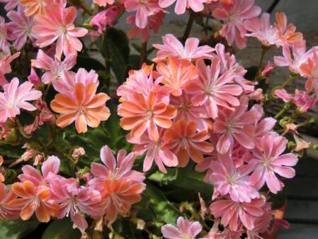 Viele rosa bis aprikotfarbene Blüten des Biiterwurzes, auch als Porzellanröschen bekannt. 