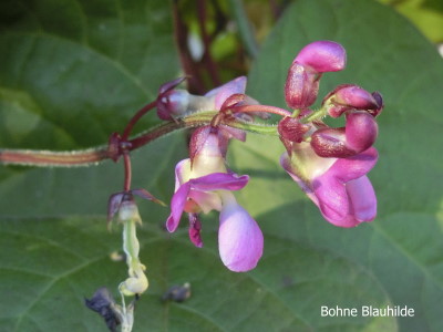 Violettfarbene Blüte der Stangenbohne