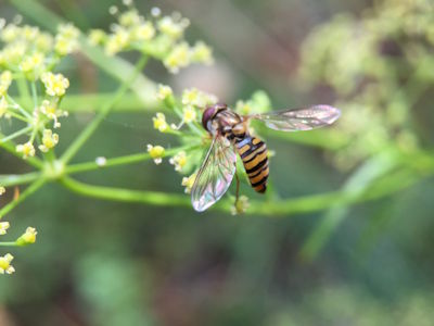 Eine Schwebfliege mit farbigschillernden Flügeln sitzt auf einer Blüte des Bronzefenchels