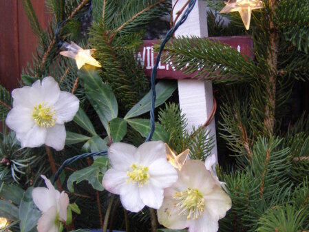 Am Hauseingang steht eine Christrose im Kübel, dekoriert mit Sternen-Lichterkette und Nadelzweigen. 