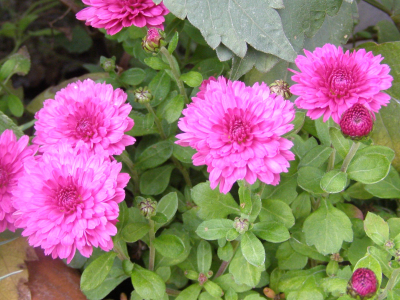 Dunkelrosafarbene Blüten einer Chrysantheme. 
