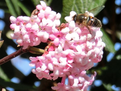 Eine Biene sitzt auf einem Blütenbündel aus vielen kleinen rosafarbenen Einzelblüten.