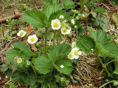 Erdebeerblüte Blüte der Erdbeeren