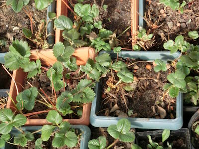 Erdbeeren im Topf Erdbeeren beim Vortreiben im Gewächshaus