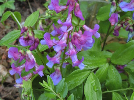 Inmitten des grünen Blattlaubs sind aufrecht stehende Blütentrauben mit zahlreichen violettblauen Einzellippenblüten zu sehen. 
