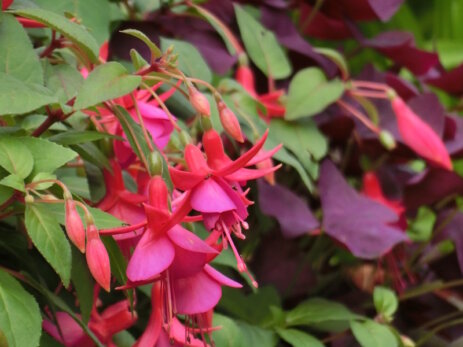 Rosa-rote Blüten einer Fuchsie im Kontrast des dunkelviolettem Laub des Sauerklees. 