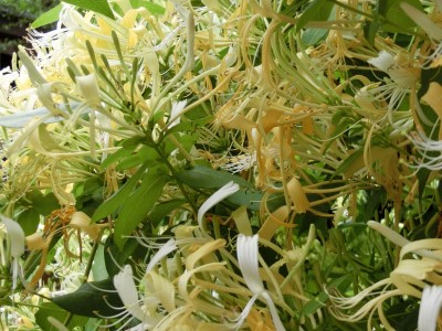 Das Geissblatt ist ein Tausendsassa - bienenfreundlich, wintergrün, Duftpflanze und einer unglaublichen Blütenpracht