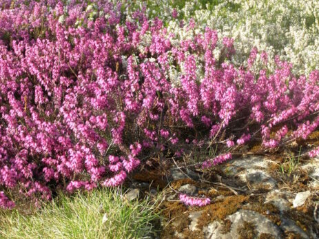 Heidekraut in pink und weiß sowie Gras und Stein bedecken den gesamten Boden. 