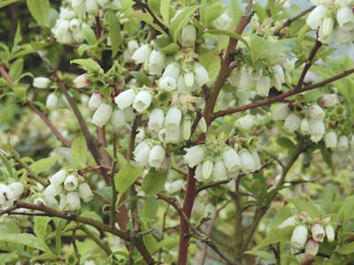 Heidelbeerblüte weiße Glockenblüten am Heidelbeerstrauch