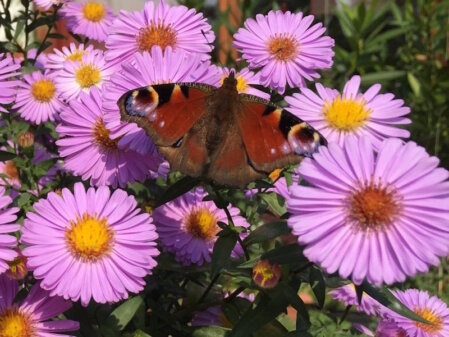 Ein Tagpfauenauge ist auf den rosa-violetten Blüten der Herbstaster. 
