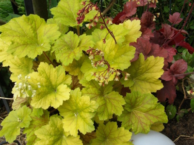 Zwei Blattschmuckstauden im Schatten, einmal mit hellgrünem und dahinter eine rotlaubige Heuchera.