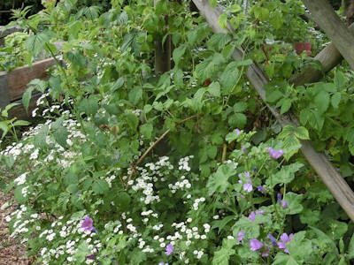Himbeeren mit Begleitpflanzung Himbeeren am Spalier mit Mutterkraut unterpflanzt