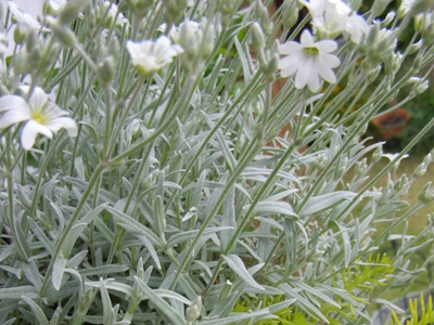Polsterpflanze mit silbrig-grauem Laub und weißen kleinen Blüten. 