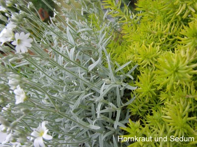 Das silbrigblättrige Hornkraut mit weißen Blüten in Kombination mit dem frischgrünen Nickenden Sedum.  
