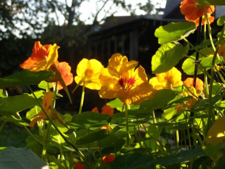 Leuchtende Blüten der Kapuzinerkresse in feurigen Farben im Gegenlicht