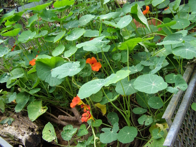 Befüllter Kompost mit blühender Kapuzinerkresse