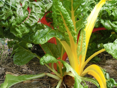 Zwei Mangoldpflanzen, eine mit gelbem und eine weitere mit rotorangefarbenem Stiel. 