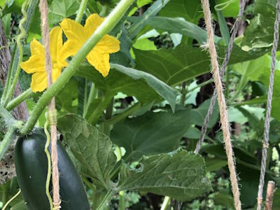 Gurken im Nutzgarten, die an Schnüren aus Naturmaterialien emporschlingen. 