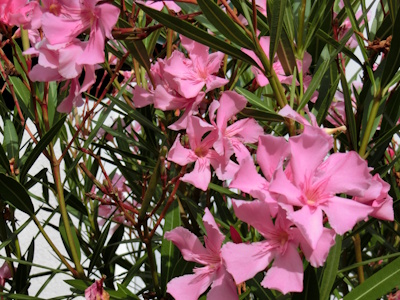 Oleander mit vielen rosafarbenen Blüten