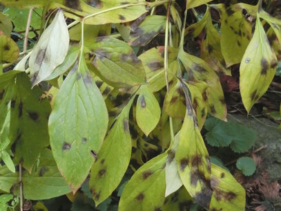 Befallene Blätter der Pfingstrose 