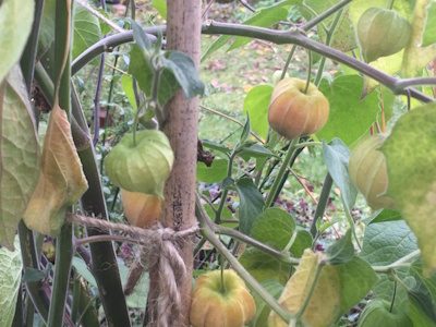Die mehrjährige Physalis, auch unter den Namen Andenbeere bekannt trägt hier reife und unreifen Früchte, erkennbar an den unterschiedlichen Farben der Hüllblätter.  