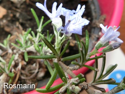 Rosmarin Nachwuchs, der im März bereits eine Blüte zeigt