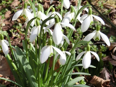 Ein Tuff Schneeglöckchen mit den weißen Blüten. 