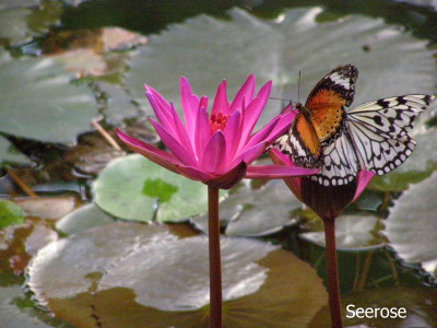 Seerose mit Schmetterling
