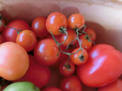 Tomaten reifen im Tontopf nach