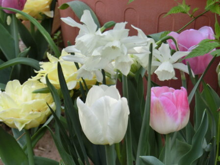 Vor einem Blumentopf ist ein Mix aus weißen Narzissen und gelben, weißen und rosafarbenen Tulpen zu sehen. 
