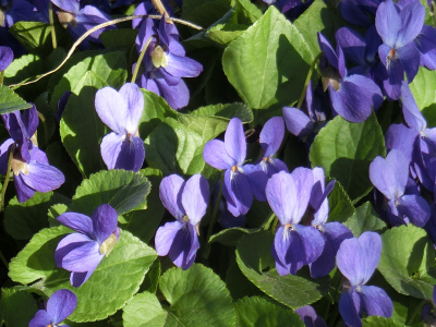 Ein blühendes Polster aus violettblauen Blüten des Duft- oder auch Märzveilchens. 