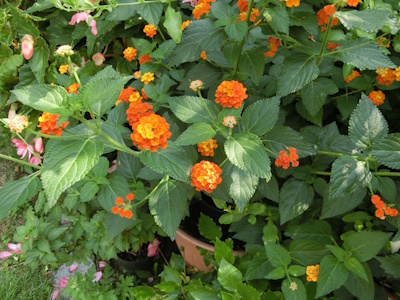 Das Wandelröschen zeigt im Sommer herrliche Blüten in orangefarbenen Farbschattierungen. 