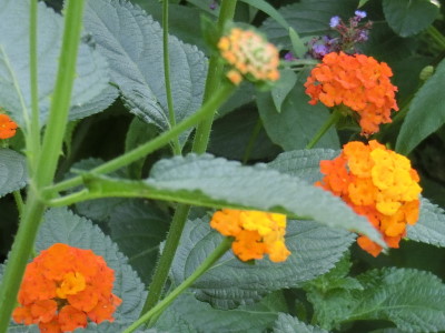 Die Blüten des Wandelröschen zeigen ein Farbenspiel in Orangetönen und heben sich damit gut von dem dunkelgrünen Laub ab. 