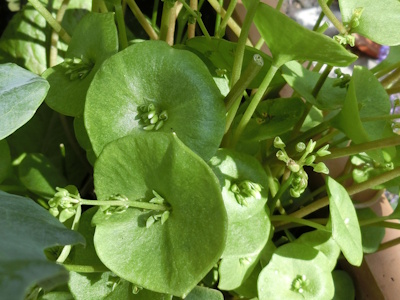 Winterpostelein mit Blüten